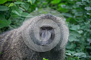 Manyara National Park, Tanzania - Baboon