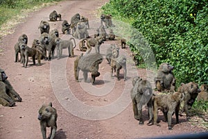 Manyara National Park, Tanzania - Baboon Family on road