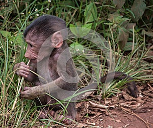 Manyara National Park, Tanzania - Baby Baboon