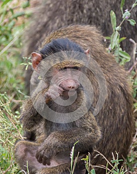 Manyara National Park, Tanzania - Baby Baboon