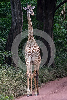 Manyara National Park, Tanzania - Giraffe
