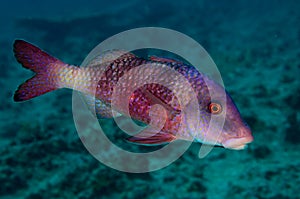 Manybar Goatfish
