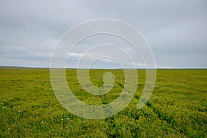 Steppe grass road with a car traces