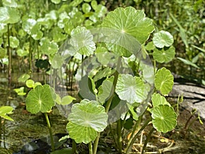 Manyflower marshpennywort / Hydrocotyle umbellata / Dollarweed, AcariÃÂ§oba, Wassernabel doldiger, Ombligo de Venus, Quitasolillo photo