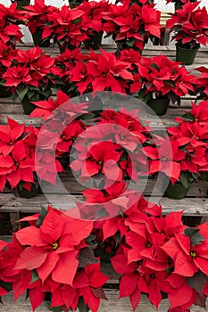 ManyRed Striking Poinsettia Flower, With Star-shaped Red Leaves, Christmas Eve Flower photo