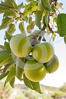 - Manzanas en Arbol photo