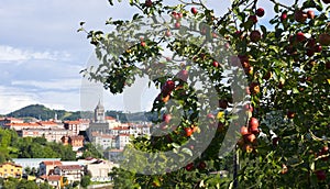 Manzanas para producir sidra