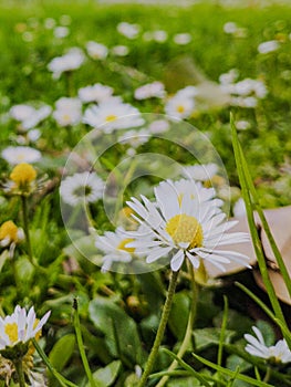 Manzanilla flower in the park