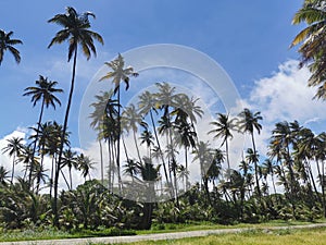 Manzanilla Mayaro Road Located Along The Coastline of East Trinidad photo