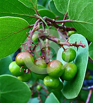 Manzanita Berries photo