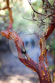 Manzanita Branch with Peeling Bark photo