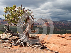 Manzanita Tree photo