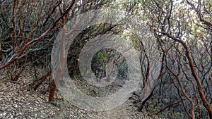 Manzanita Tree Tunnel at Mount Diablo State Park