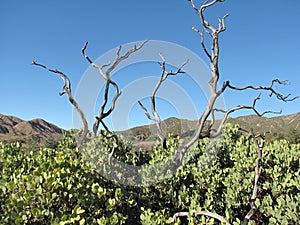 Manzanita Trees photo