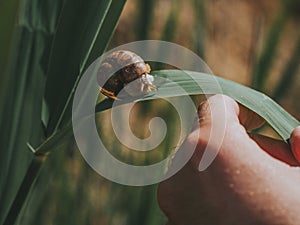 A manâ€™s hand holds a green leaf on which a large snail crawls. A Big Snail On A Green Leaf. Summer Concept. Wallpaper. High