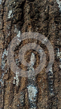 Maoni bark tree texture