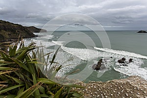 Maori bay overview