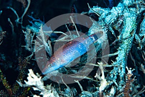 Maori Wrasse Genus Oxycheilinus