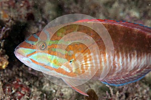 Maori wrasse portrait photo