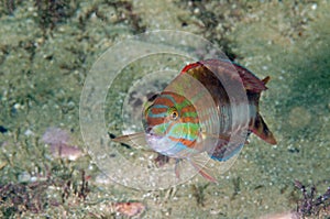 Maori wrasse portrait photo