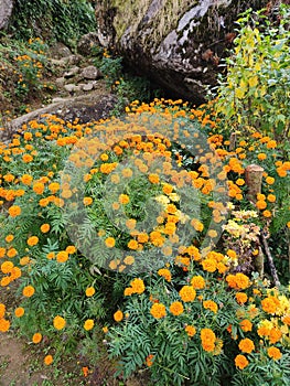 Marigold flowers on Maountain of Farping Nepal