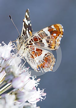 The Map (Araschnia levana)