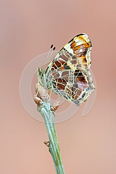 The map - Araschnia levana