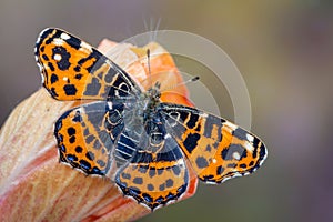 The map - Araschnia levana