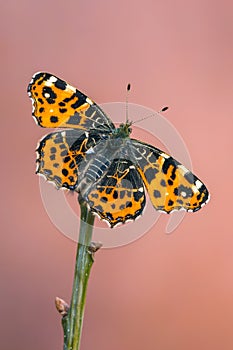 The map - Araschnia levana