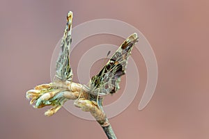 The map - Araschnia levana