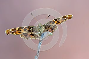 The map - Araschnia levana