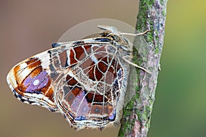 The map - Araschnia levana