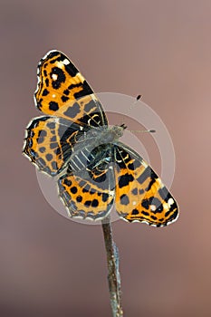 The map - Araschnia levana