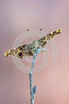 The map - Araschnia levana