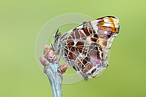 The map - Araschnia levana