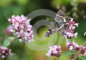 The map, Araschnia levana is a butterfly of the family Nymphalidae