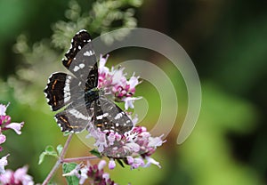 The map, Araschnia levana is a butterfly of the family Nymphalidae