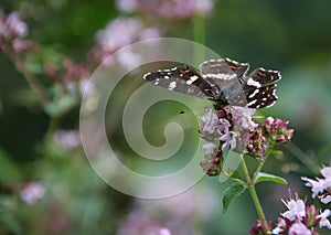 The map, Araschnia levana is a butterfly of the family Nymphalidae