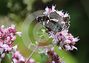 The map, Araschnia levana is a butterfly of the family Nymphalidae