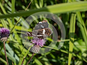 The map (Araschnia levana) in the summer brood (prorsa) with black forewings with white spots