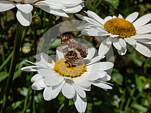 The map (Araschnia levana) in the summer brood (prorsa) with black forewings with white spots in the summer