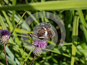 The map (Araschnia levana) in the summer brood (prorsa) with black forewings with white spots in the summer