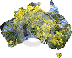 Map of Australia with wattle tree in flower