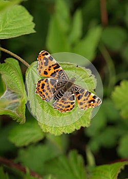 Map butterfly photo