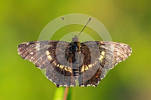 Map Butterfly - Araschnia levana