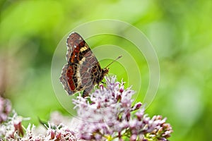 Map Butterfly - Araschnia levana