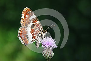 The map butterfly, Araschnia levana prorsa