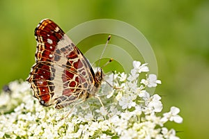 Map Butterfly - Araschnia levana, small beautiful brushfoot butterfly
