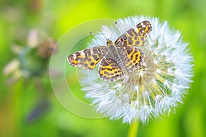 The Map butterfly, Araschnia levana, Springtime brood