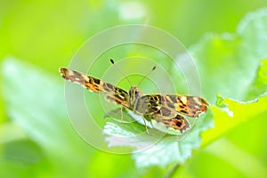 The Map butterfly, Araschnia levana, Springtime brood